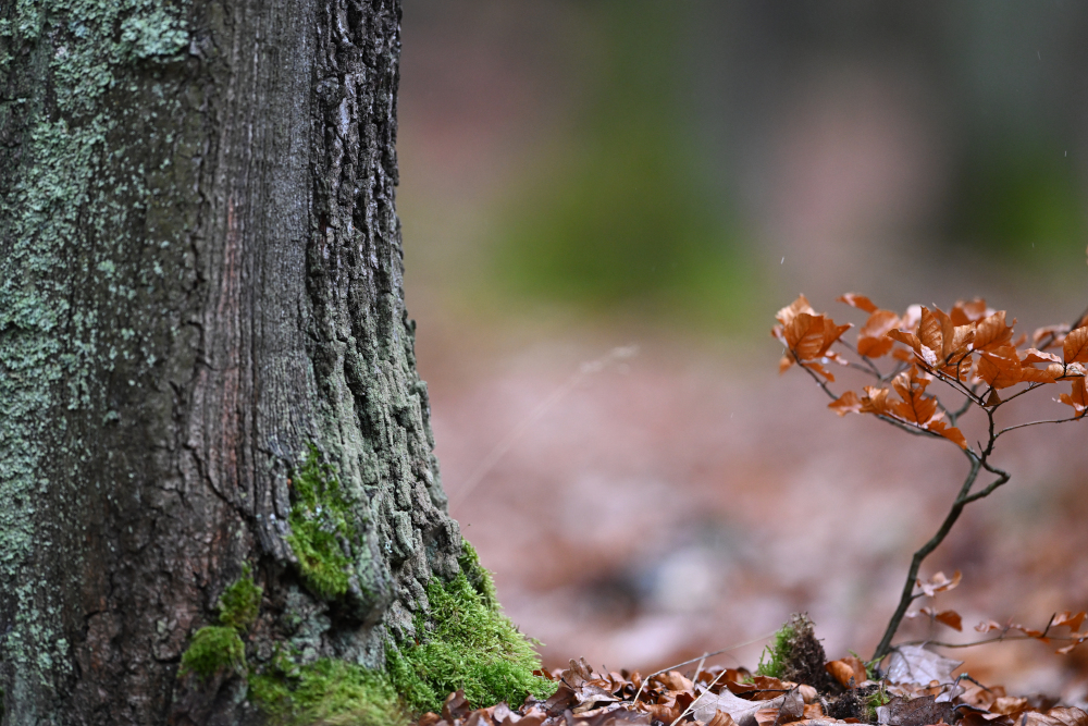 Tree detail in autumn forest.