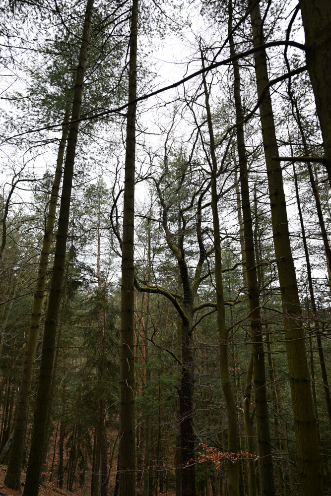 Trees in forest.