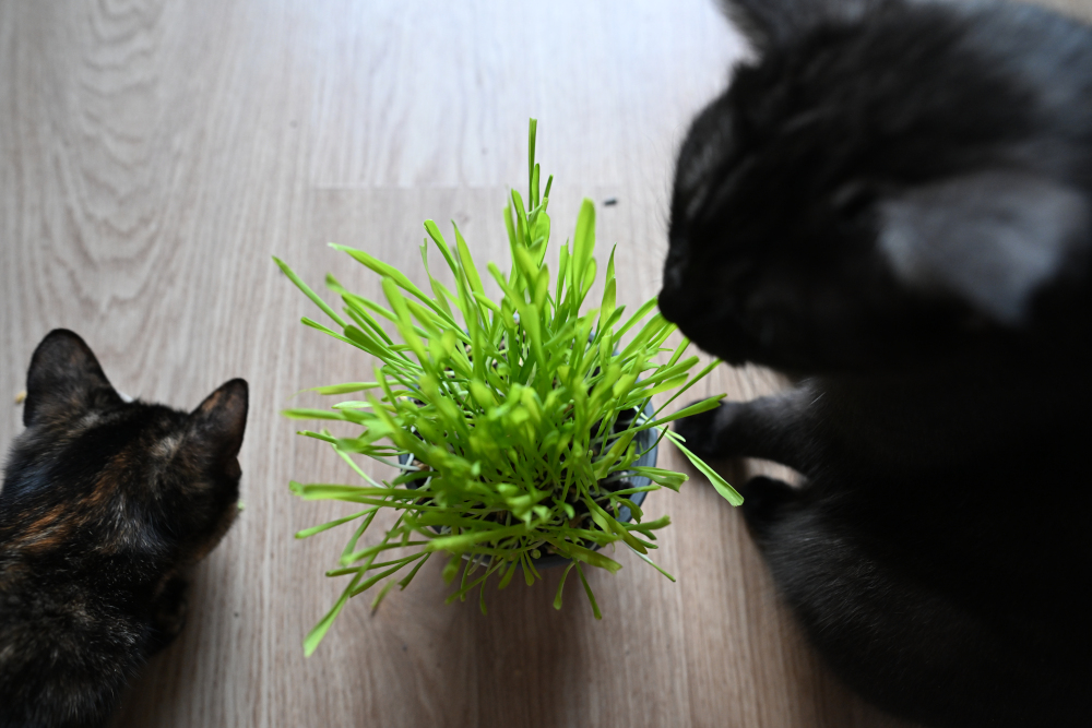 Two black cats with grass.