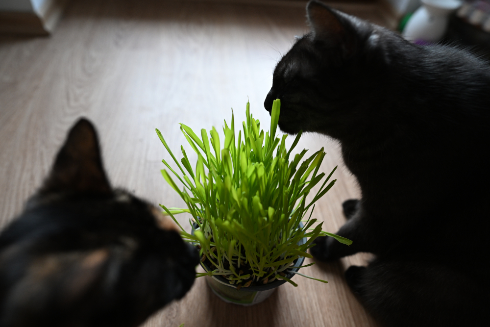 Two cats are eating grass.