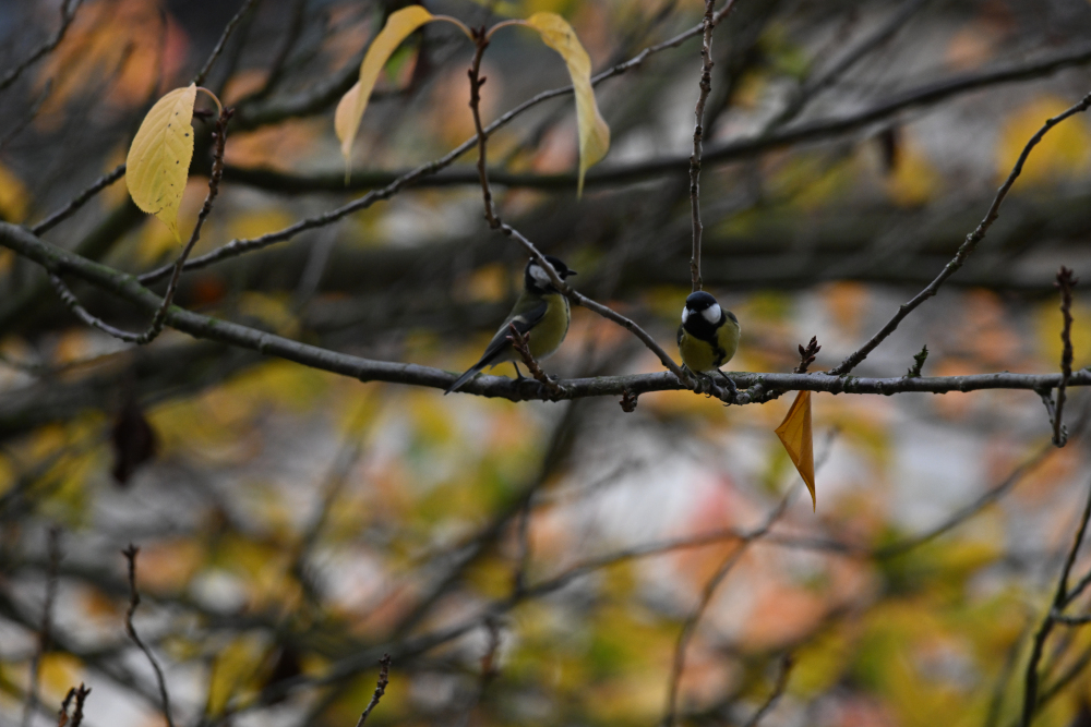 Two tits sit on tree