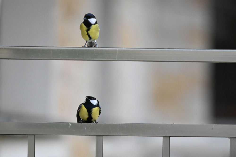 Two tits are watching around.