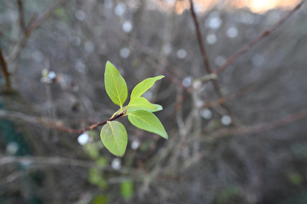 Very nice detail of green leaves