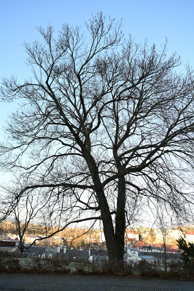 Very old tree in city.