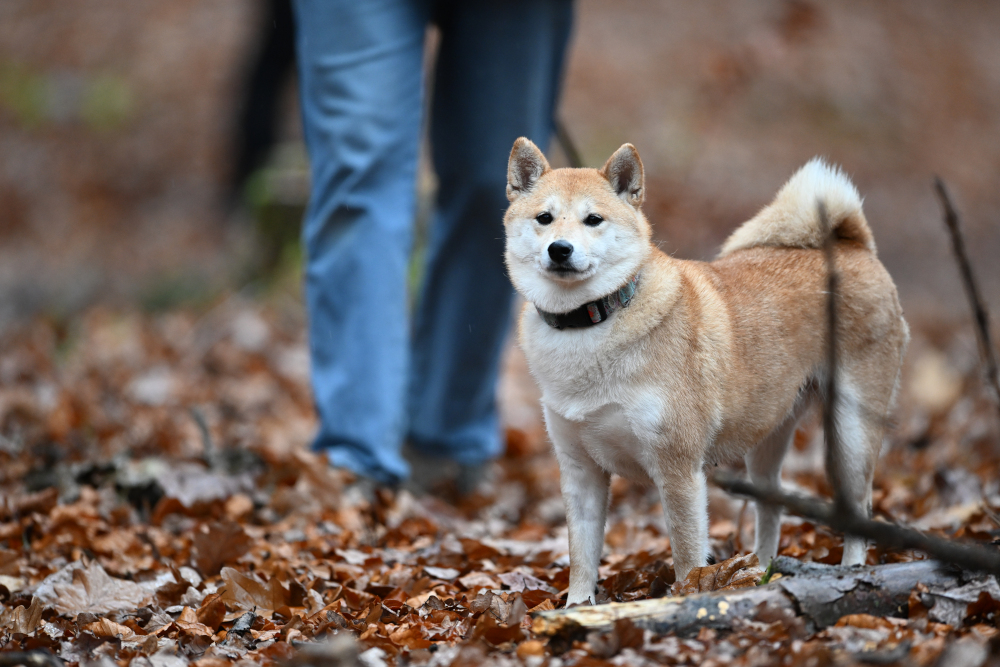 Watching of dog in autumn forest