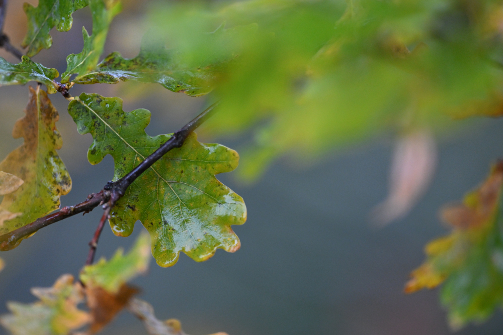 Autumn leaf after fresh raining.