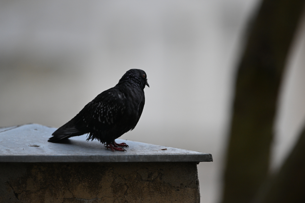 Wet pigeon after rain.