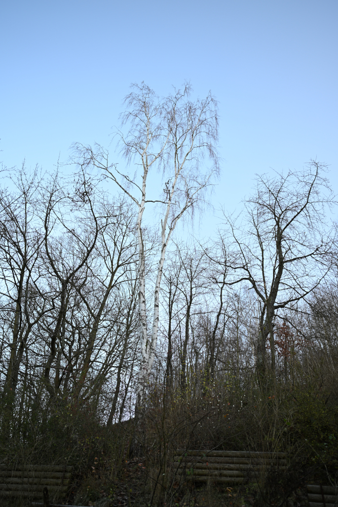 Whice birch in autumn, Karlovy Vary, Czech Republic