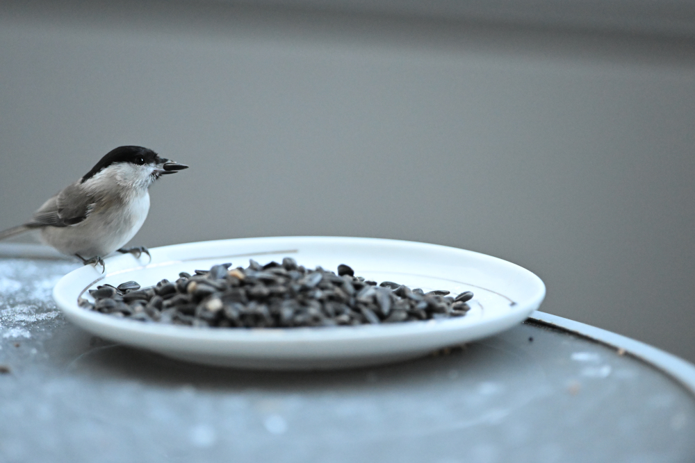 White bird and its food