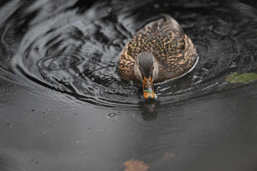 Wild duck in pond is chasing food.