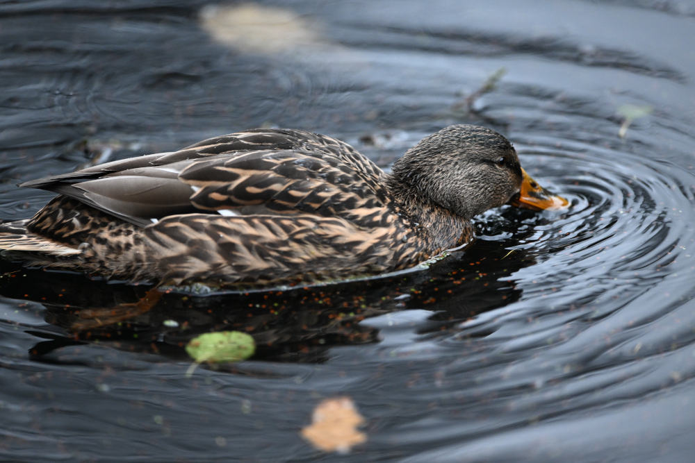 Wild duck is swimming in pond