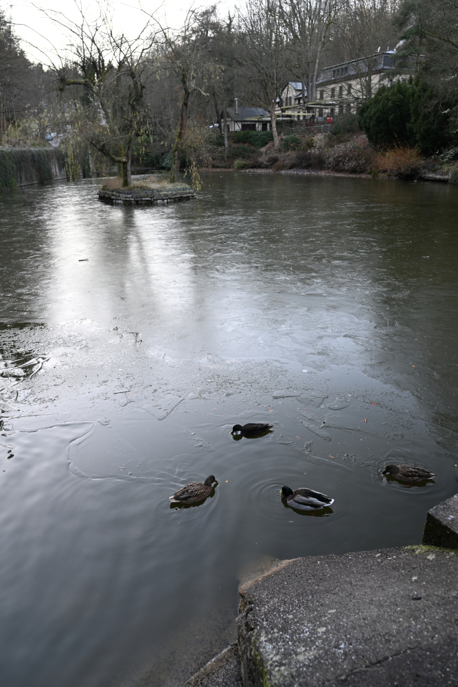 Wild ducks in frozen pond Karlovy Vary