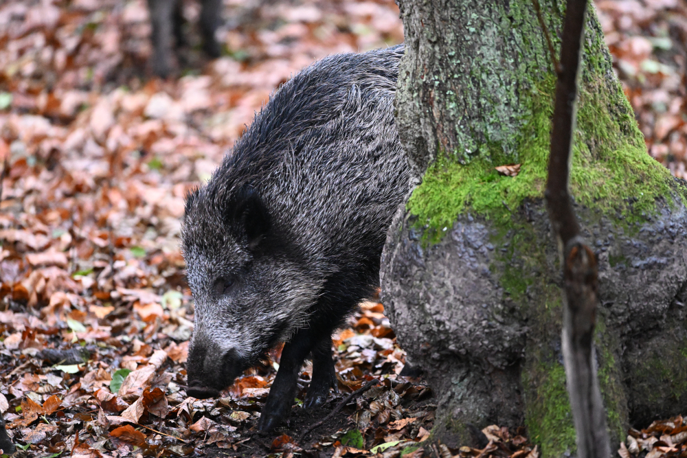 Wild pig in autumn forest.