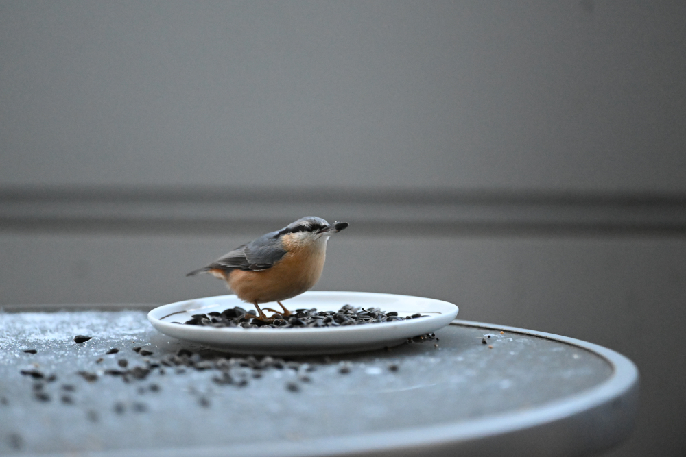 Wooden nuthatch